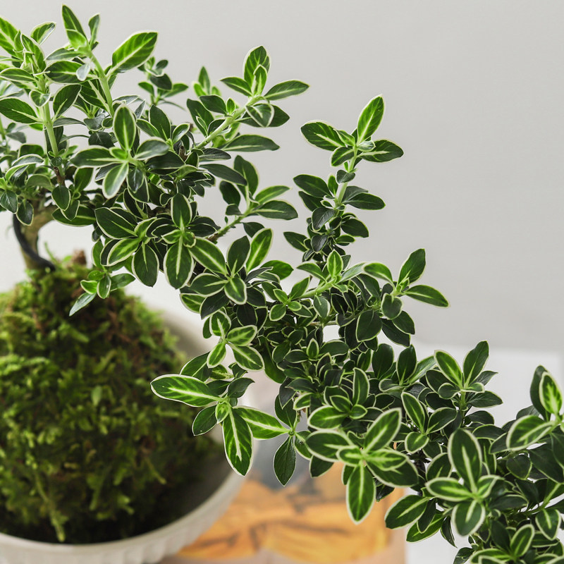 苔藓球六月雪盆栽室内桌面绿植好养水培植物净化空气植物花卉盆景,淘宝优惠券,粉丝福利购,淘宝优惠卷