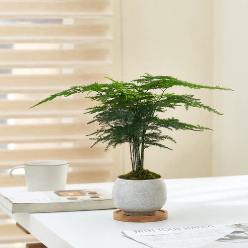 文竹室内小盆栽易活好养办公室绿植书桌面植物净化空气防辐射甲醛-图0