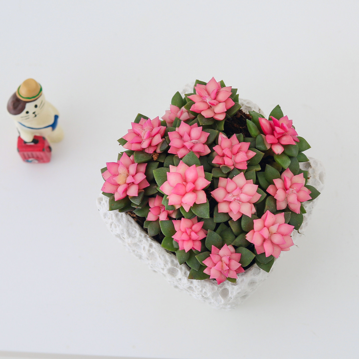 吹雪之松多肉植物粉色肉肉桌面阳台好养新手绿植室内花卉盆栽礼物,淘宝优惠券,粉丝福利购,淘宝优惠卷