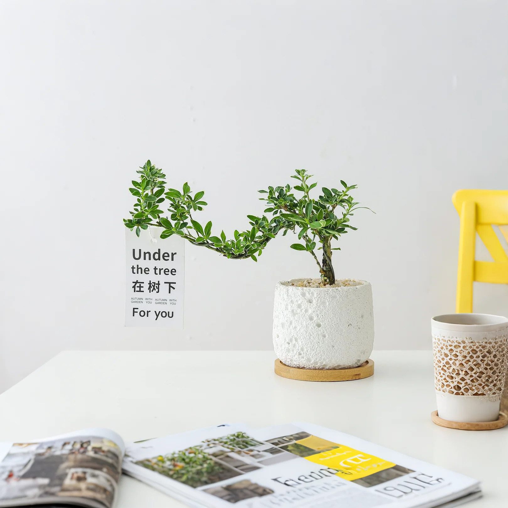 六月雪盆栽办公室内花卉四季好养活净化空气客厅桌面摆件盆景开花,淘宝优惠券,粉丝福利购,淘宝优惠卷