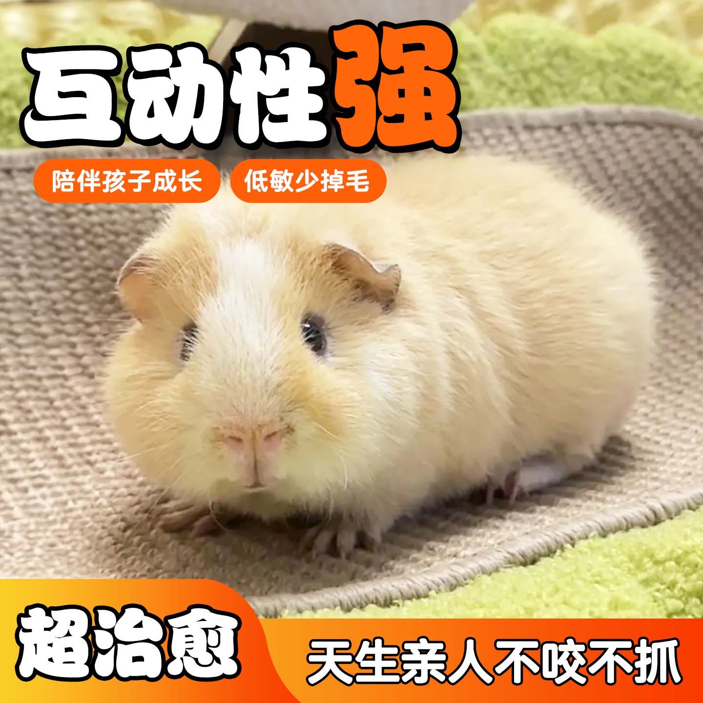 荷兰猪活物宠物荷兰鼠河南猪幼崽鼠兔卡皮巴拉天竺鼠活体加州豚鼠,淘宝优惠券,粉丝福利购,淘宝优惠卷