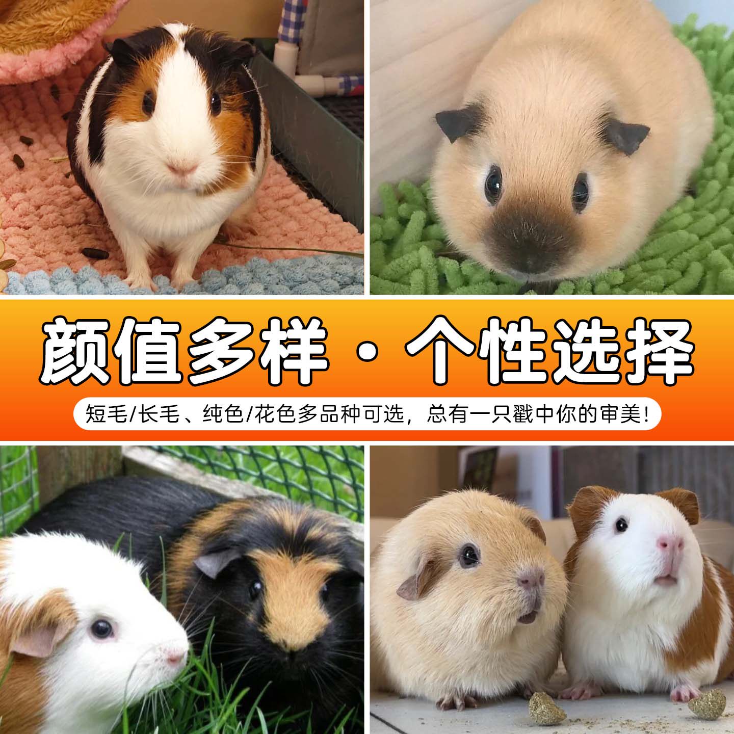 荷兰猪活物宠物荷兰鼠河南猪幼崽鼠兔卡皮巴拉天竺鼠活体加州豚鼠,淘宝优惠券,粉丝福利购,淘宝优惠卷