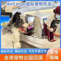 International Pet Consignment Abroad Formalities Cat Dogs Return for Clearance and Exit to the United States Canada Japan Hong Kong