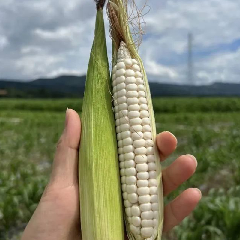 每天水果优选 云南西双版纳拇指糯玉米 单个70-150g当季整箱包邮 - 图2