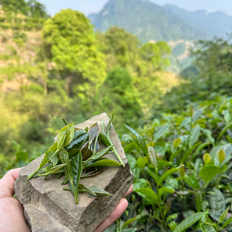 福建岩翠茶优选高山绿茶45g 明前茶2024新茶袋装口粮茶叶轻炒回甘 - 图1