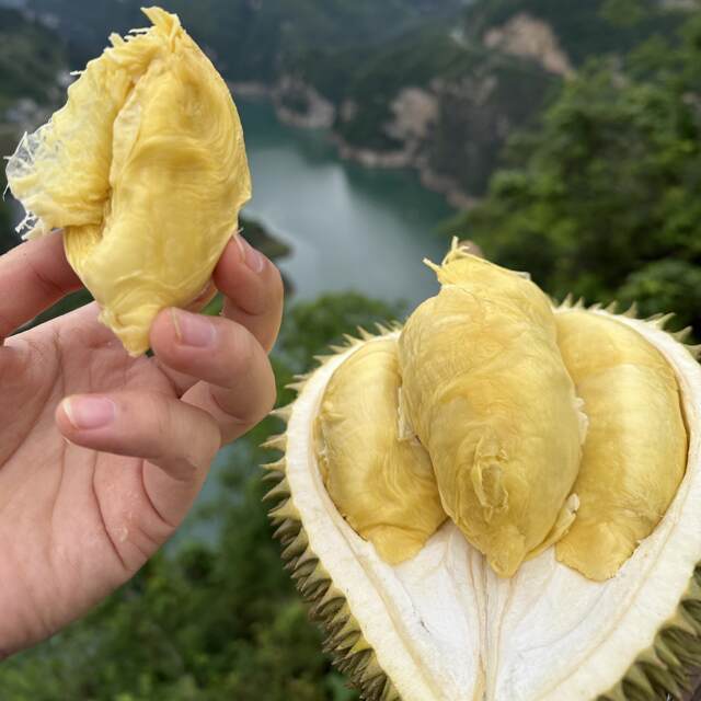 Vietnamese golden-waisted durian. Fresh shelled durian. Fruit core is too large.