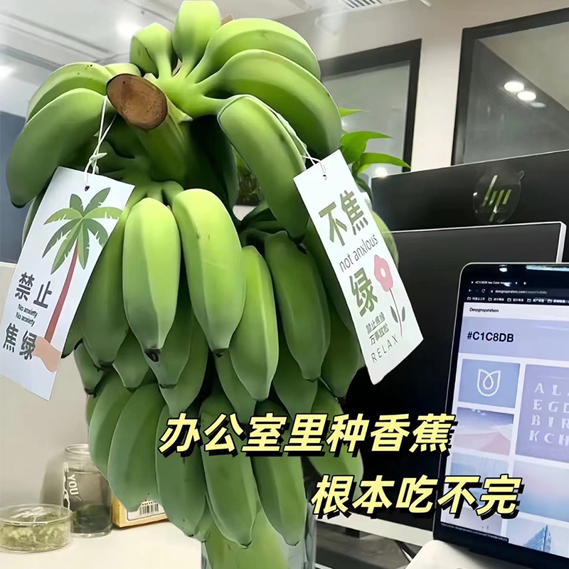 每天水果优选福建漳州水培香蕉苹果蕉 香甜软糯需催熟吃 当季新鲜 - 图0