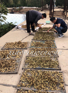 3厘米草里金一物一图小葫芦
