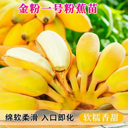粉蕉树苗软糯香甜金粉一号粉蕉苗矮化香蕉树苗阳台庭院盆栽地栽 - 图2