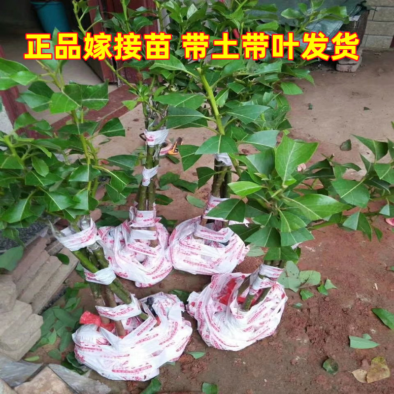 广西台农芒果苗正宗嫁接芒果树苗产量高结果快庭院阳台盆栽地栽 - 图2