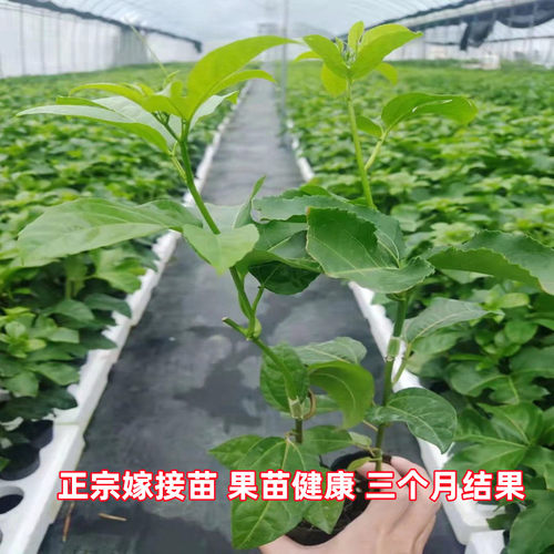 台农一号百香果嫁接苗三个月结果四季品种香甜多汁阳台庭院盆栽 - 图2