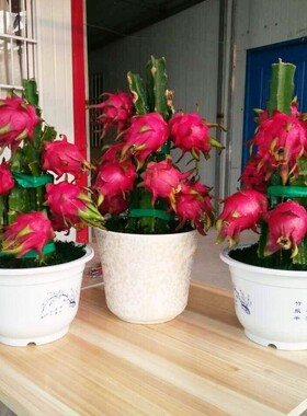 果树红心盆栽四季南方结果麒麟嫁接种植果苗火龙当年苗火龙果特大