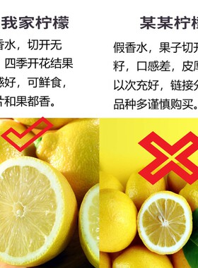 四季柠檬树苗嫁接台湾香水柠檬树苗无籽无核青柠果苗阳台盆栽果树