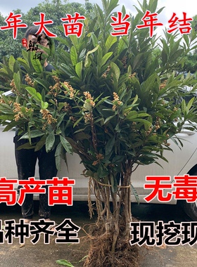 嫁接批把苗特大枇杷树苗