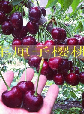 车厘子树苗大樱桃树苗