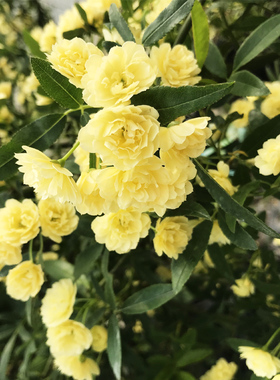 甜蜜红木香花四季阳台蔷薇植物