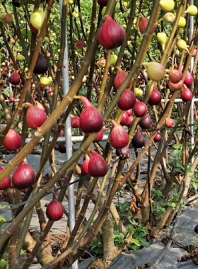 无花果苗特大无花果树苗