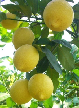 香水柠檬树盆栽植物金桔树室内客厅花好养树苗结果可食用网红绿植