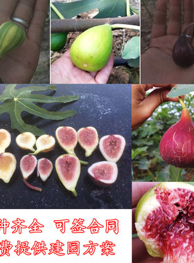 无花果树果苗芭劳奈波姬红特大盆栽地栽南北方种植当年结果水果苗