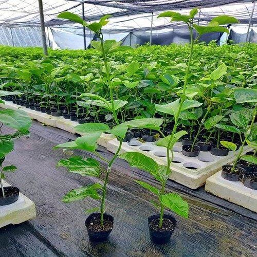 钦蜜9号百香果苗广西纯甜黄金树苗庭院盆栽种植当年结果大果包邮 - 图2
