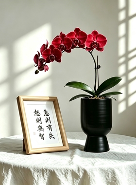 现代简约蝴蝶兰陶瓷花盆
