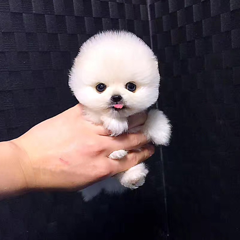 领养博美犬幼犬长不大茶杯犬袖珍家养俊介小型犬宠物训练狗狗活体 Cku犬舍基地直销 淘优券