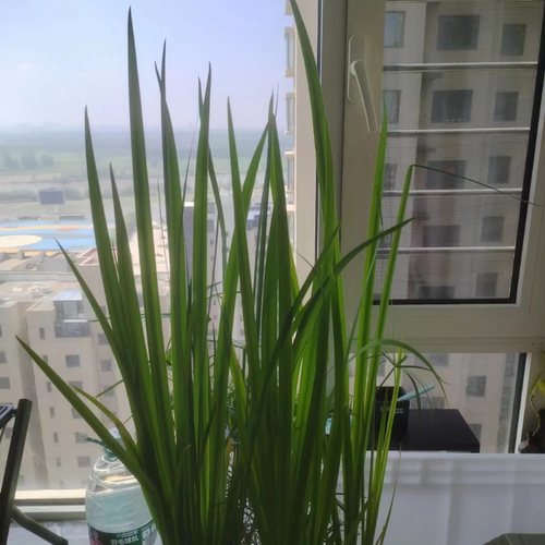 水菖蒲石菖蒲好养易活水培植物阳台养龟养鱼净化水质庭院挺水植物 - 图2