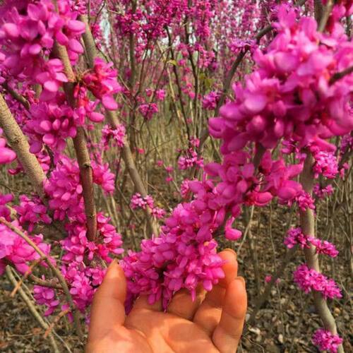 紫荆花树苗大门风景树庭院室外开花耐寒南北方好养工程苗圃易成活 - 图2