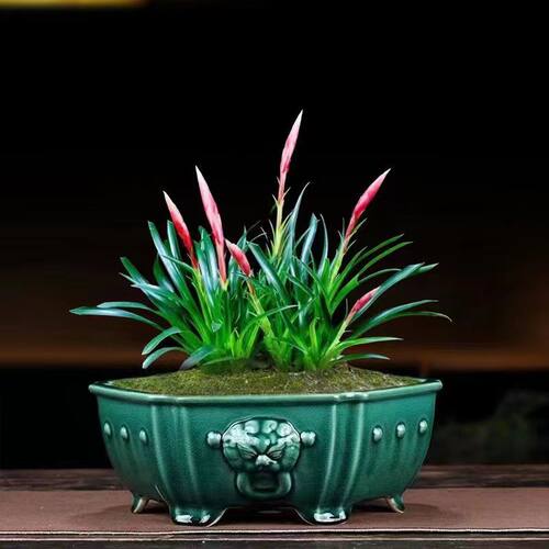 【带花发货】招财手小辣椒鸿运当头花卉绿植室内桌摆盆栽水培 - 图0
