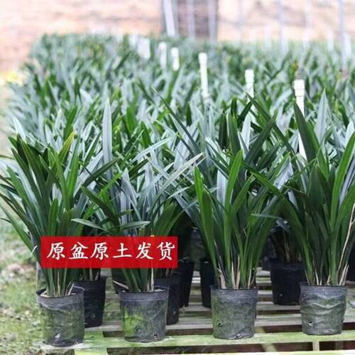【精品兰花】墨兰室内客厅办公室耐寒懒人浓香型花卉四季常青 - 图2