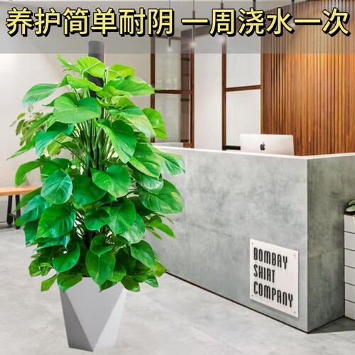 绽放四季绿萝大盆栽室内大叶绿萝柱净化空气办公室北京同城当日达 - 图1