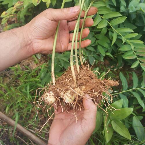 大别山多花黄精盆景苗姜形老虎姜黄精倒苗100棵 花卉盆栽绿植 - 图1