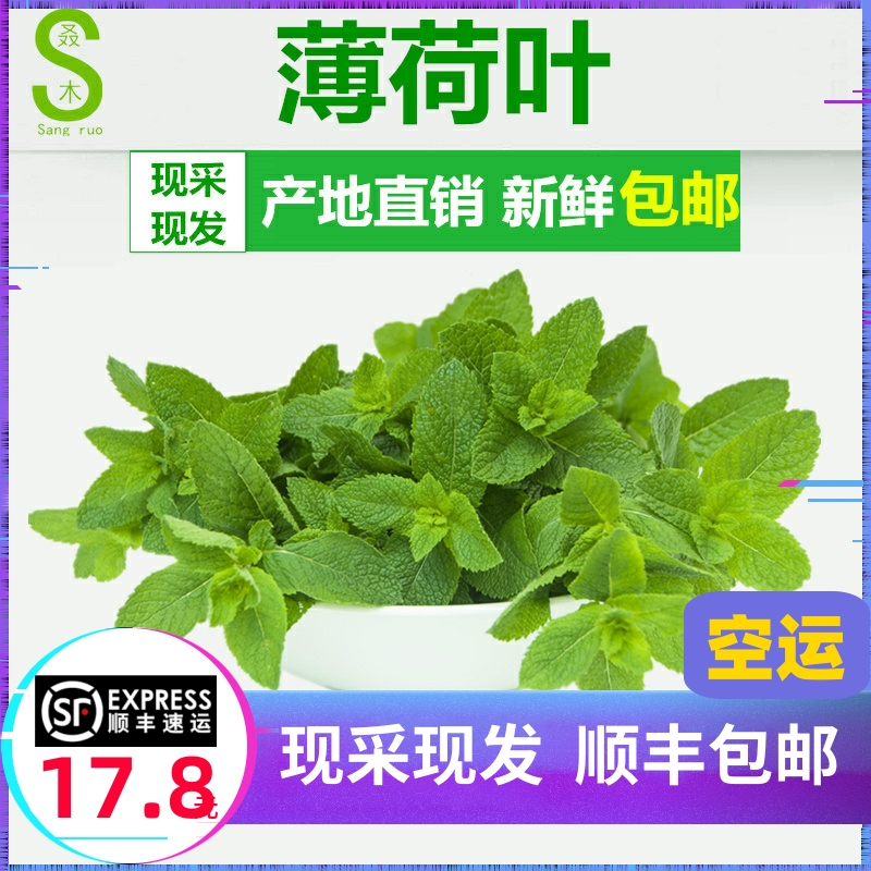 【桑叒】新鲜薄荷叶可食用薄荷调酒薄荷菜大叶留兰香薄荷顺丰空运 - 图2