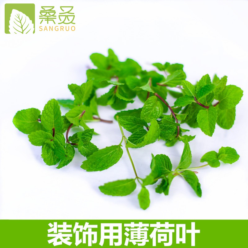 【桑叒】薄荷叶新鲜可食用 小叶子薄荷 蛋糕奶茶饮品薄荷头调酒用 - 图1