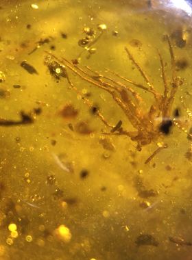 24x22x20mm天然虫珀蜘蛛甲虫，夹杂植物碎屑个头饱满内容丰富4.3