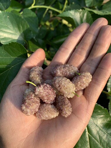 韩国白珍珠果桑树苗 白桑葚苗 阳台盆栽果树 白桑果苗 果桑苗 - 图0