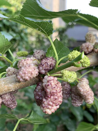 韩国白珍珠果桑树苗 白桑葚苗 阳台盆栽果树 白桑果苗 果桑苗 - 图2