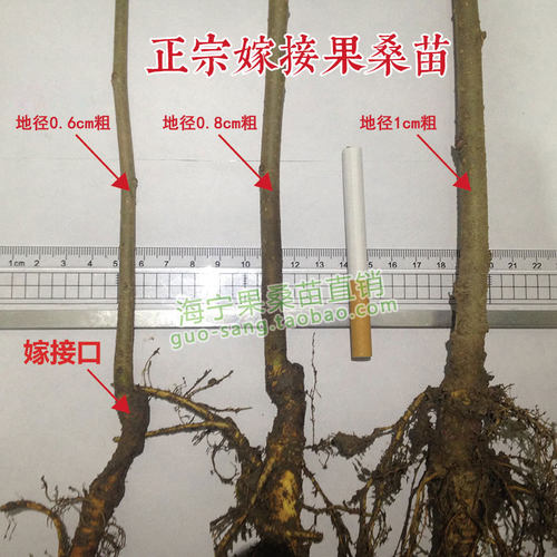 桑葚树苗果桑苗无籽大十桑葚苗嫁接台湾长果四季占地果苗果树盆栽 - 图2