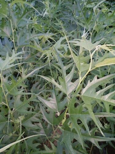 鸡甜桑果桑苗鸡脚叶桑葚果树苗桑葚果树品种甜鸡桑凤尾桑燕尾桑苗 - 图2