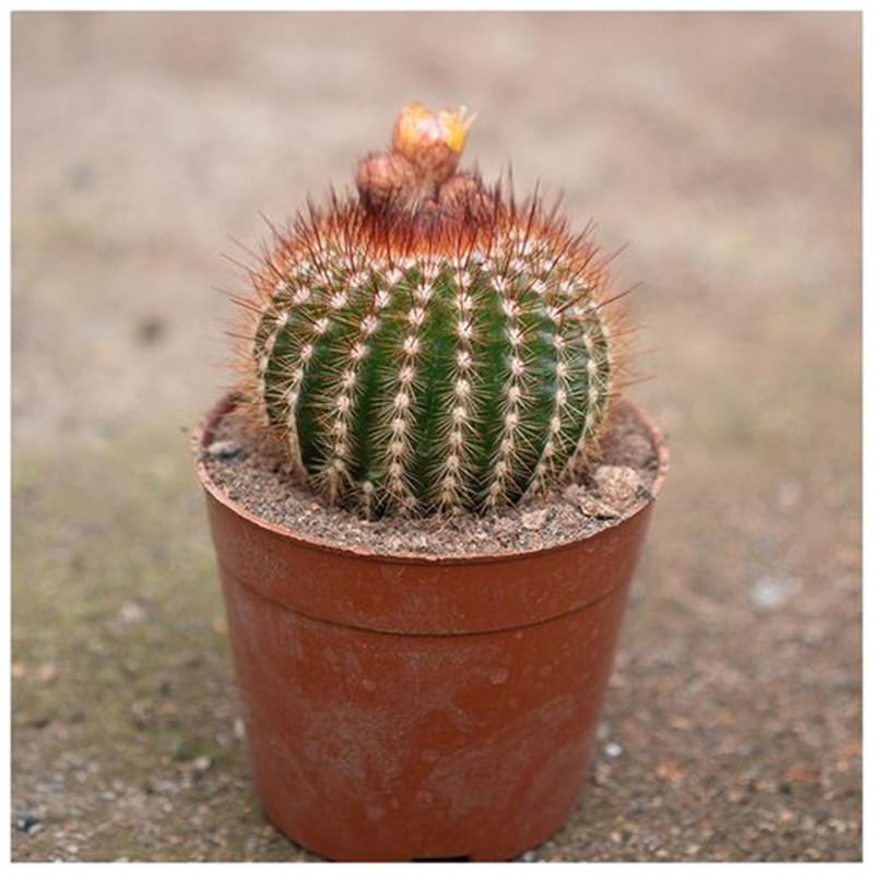 南国玉仙人球开花仙人掌类植物盆栽花卉橙花勤花多肉桌面绿植稀有 - 图1