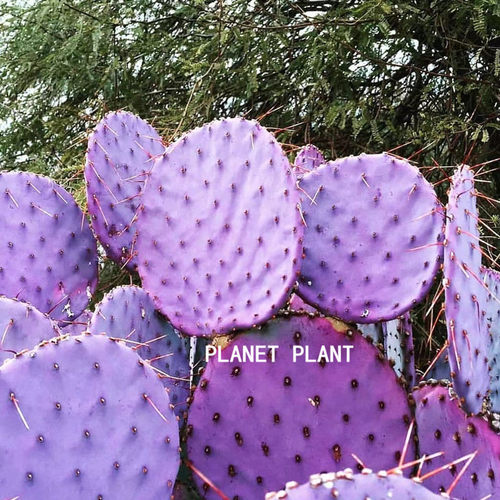 圣丽塔稀有品种仙人掌类植物多肉花室内盆栽防辐射紫色仙人球绿植 - 图2