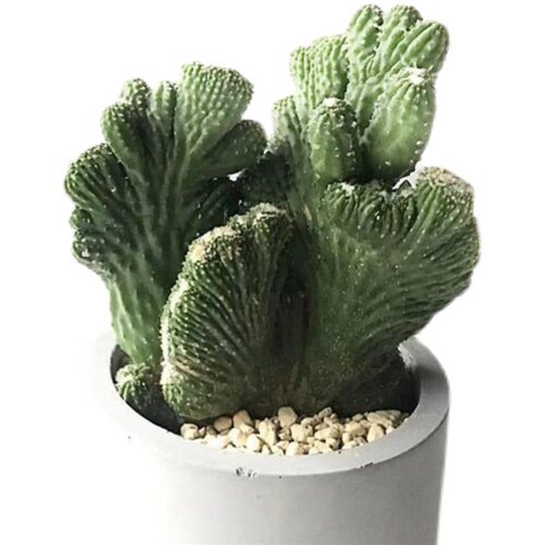 大颗仙人球星兜稀有开花多肉植物创意小盆栽花卉仙人掌精品桌面花 - 图3