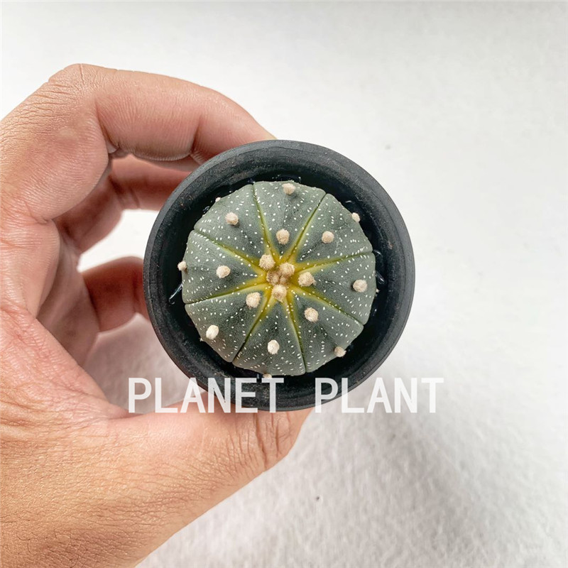 树上星球 planet plant星兜锦仙人球网红ins风多肉植物民宿小摆件-图2