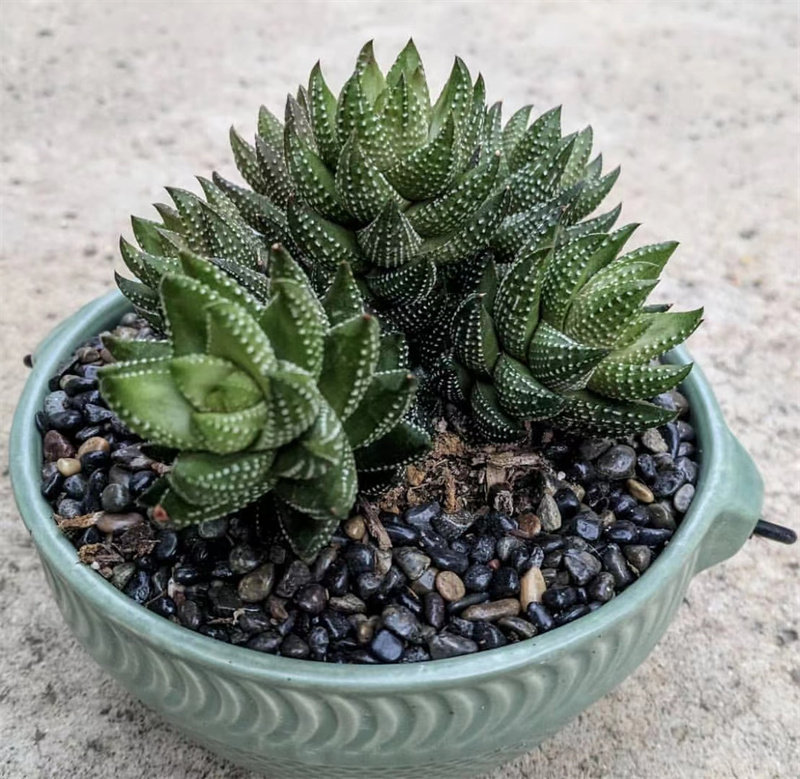 九轮塔九龙塔十二卷属多肉植物盆栽老桩阿福花科稀有品种精品肉肉