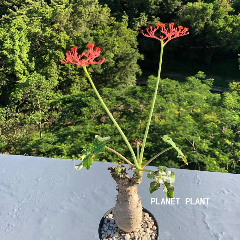 佛肚海棠块根植物多肉植物精品肉肉花室内花卉盆栽观赏盆景大颗-图1