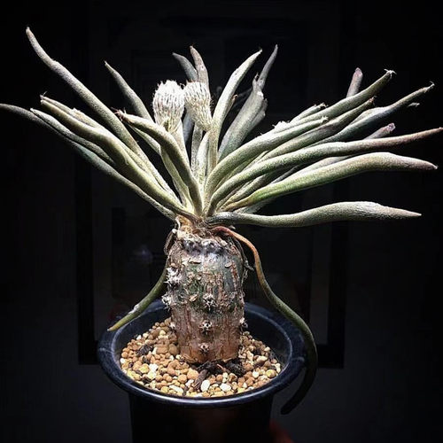 美杜莎多肉植物盆栽老桩块根稀有品种花卉开花仙人球仙人掌科实生 - 图2