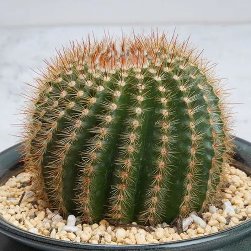 南国玉仙人球开花仙人掌类植物盆栽花卉橙花勤花多肉桌面绿植稀有 - 图0