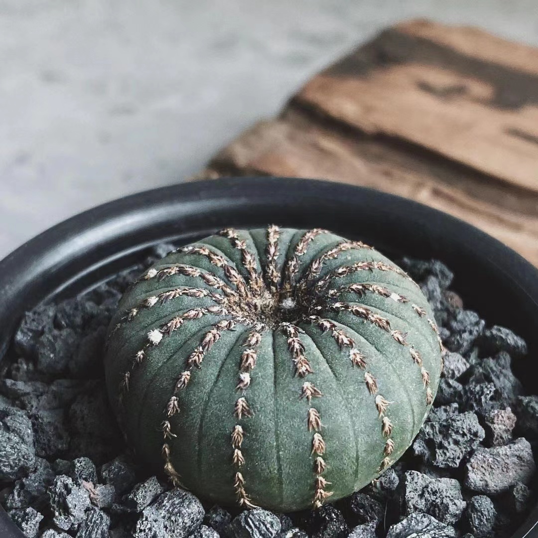 艳肌士童实生仙人球开花桌面植物盆栽大型士童属组合仙人掌室内花 - 图0