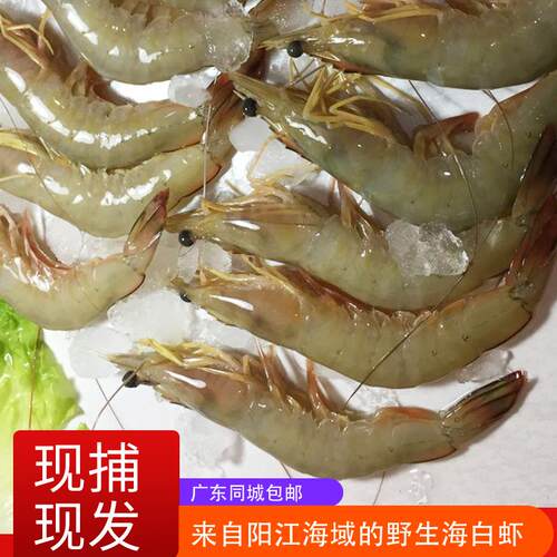 广东3斤包邮野生深海大白虾阳江海鲜特产大虾白500克白虾大虾 - 图0