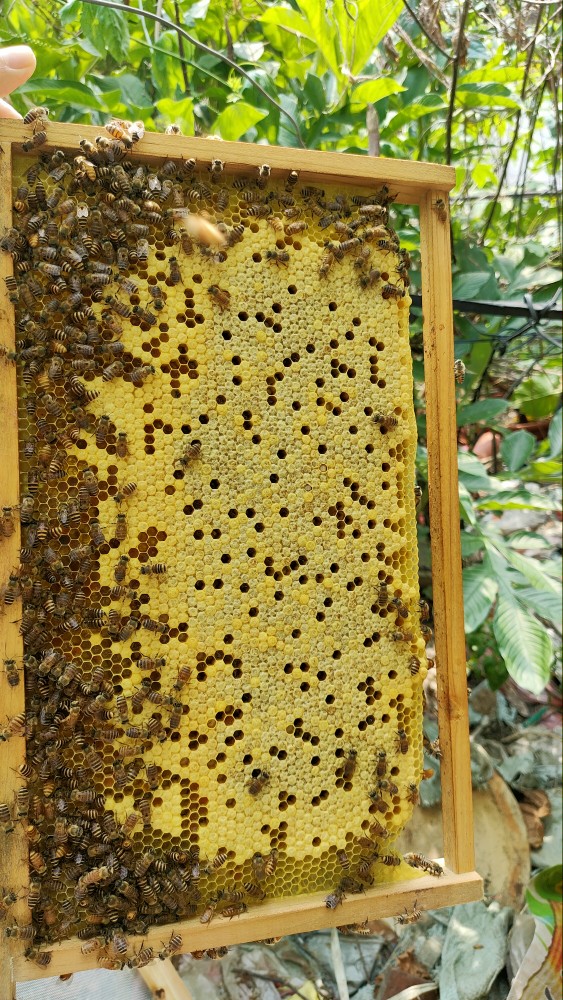 蜂农自研自用发酵蜂粮喂蜂繁蜂专用营养天然花粉浆蜂粮膏代用饲料 - 图0